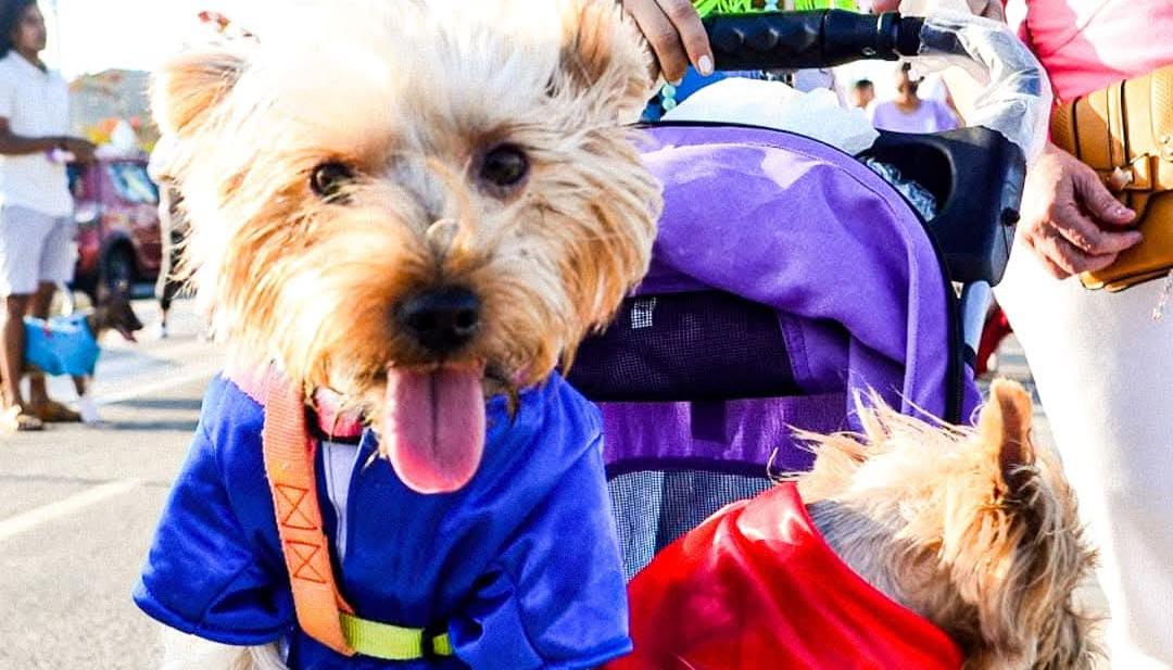 Gatos y perros recibirán una jornada de esterilización.