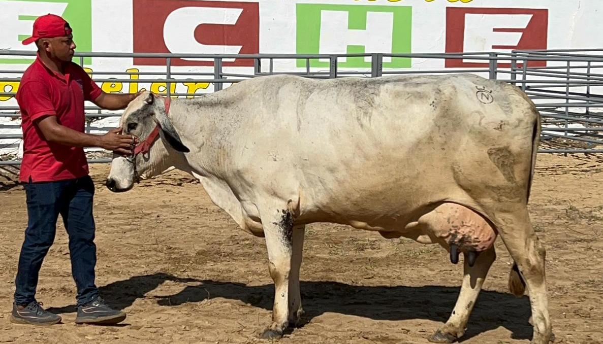 Nauzet, la vaca ganadora del Concurso de la Vaca Lechera.