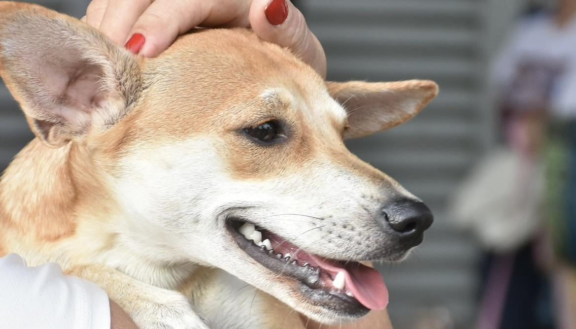 Imagen de referencia.