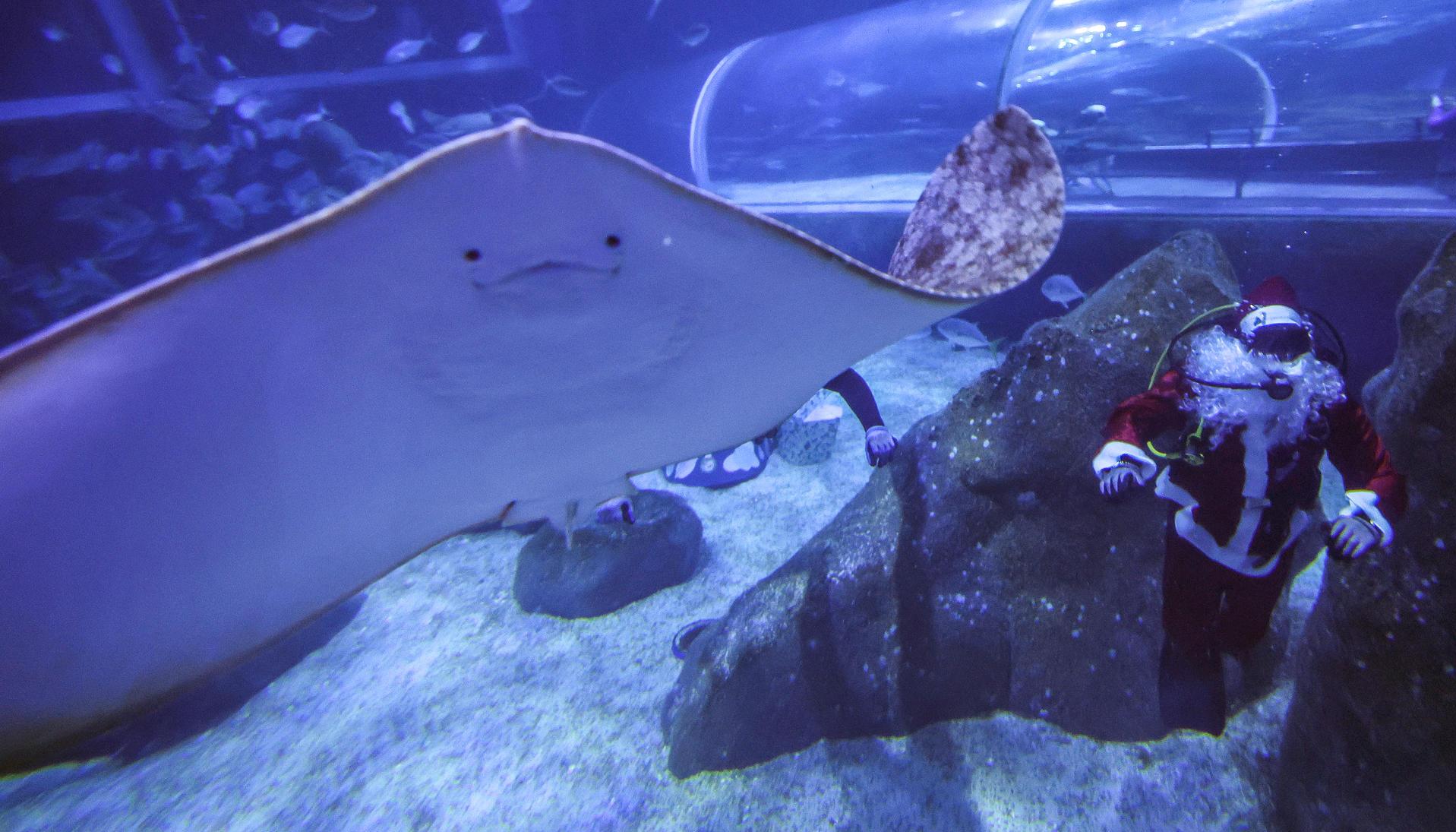 Papá Noel en el agua.