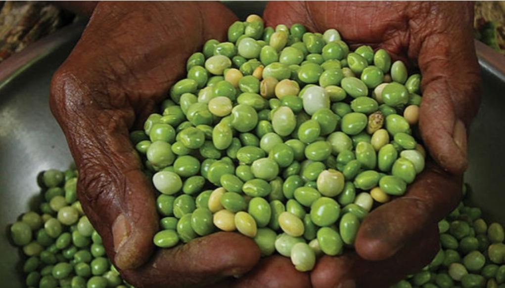 El guandú, rica en proteínas. 