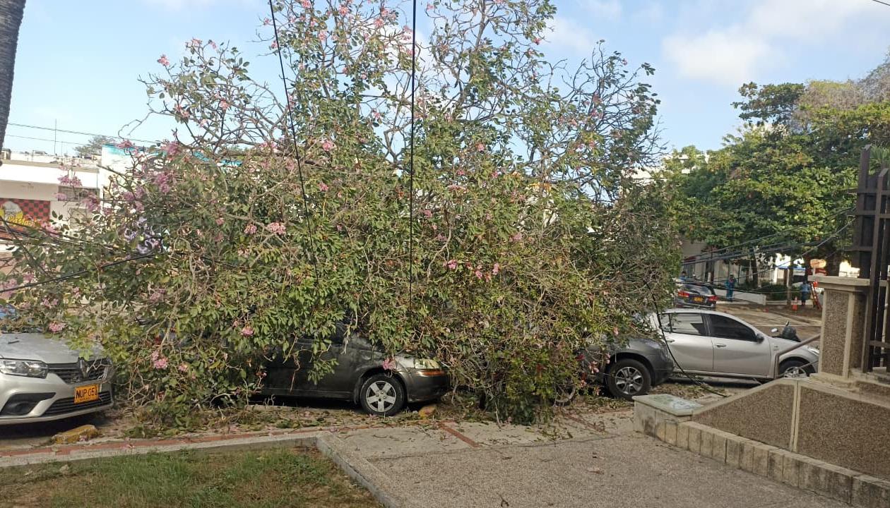 Árbol que cedió en la tarde de este martes en el norte de Barranquilla. 