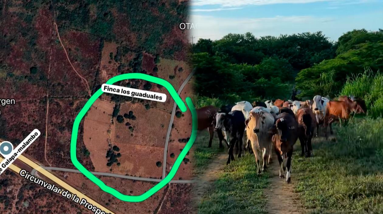 Finca y semovientes robados. 