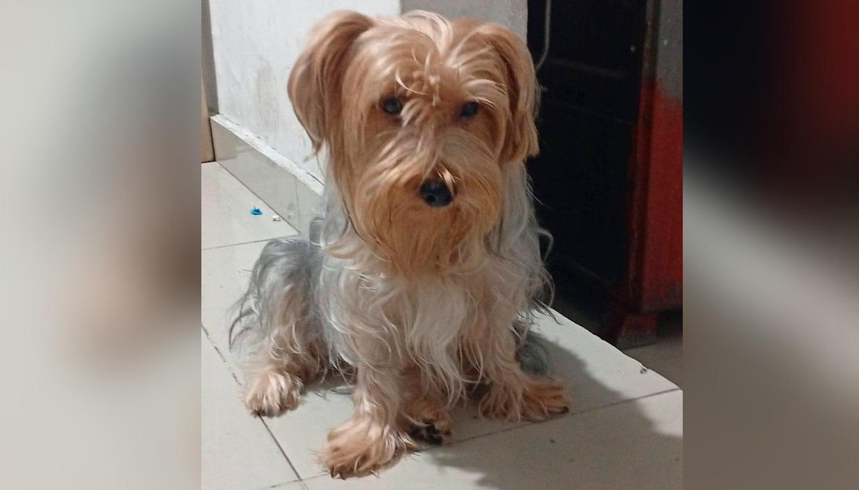 Cachorrita de raza 'yorkie'.