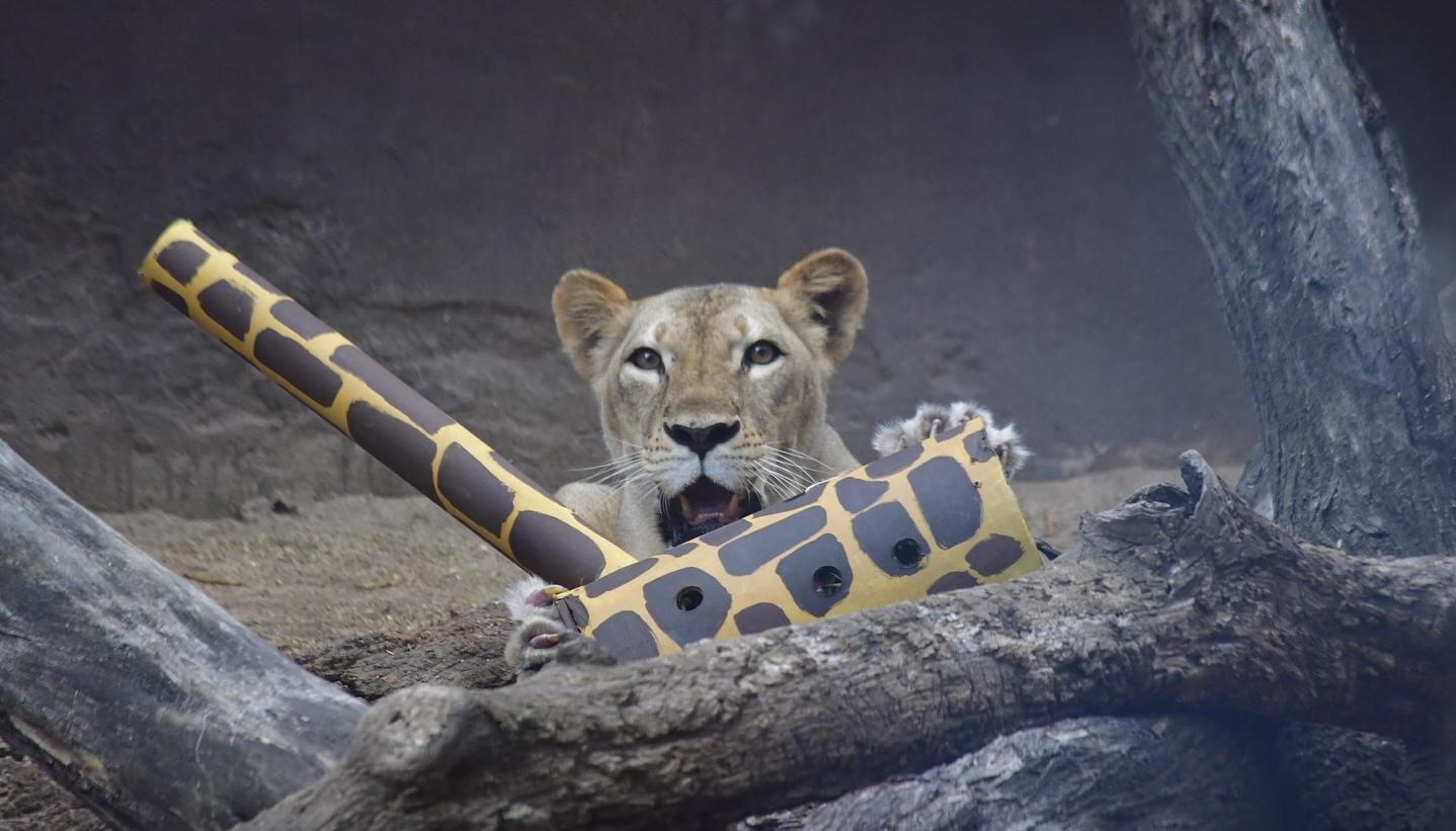 El predio está ubicado en la franja de amortiguación entre el proyecto Ciudad Mallorquín y la Ciénaga.