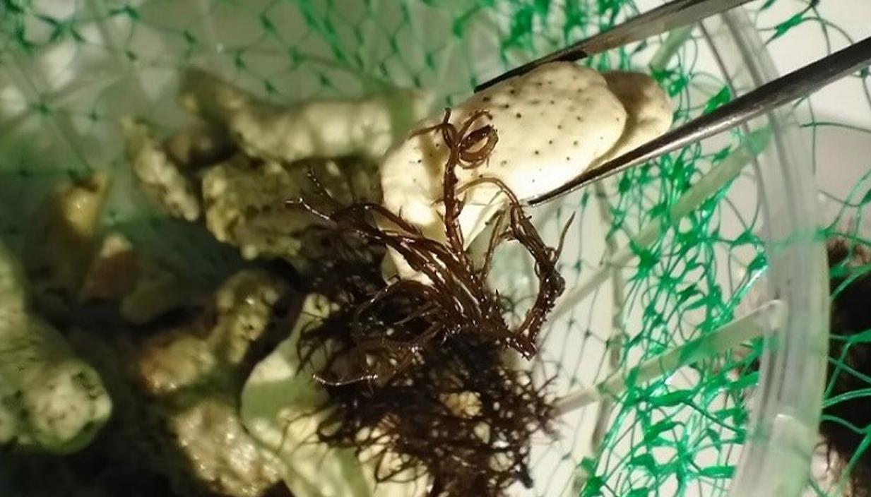 Algas en laboratorio