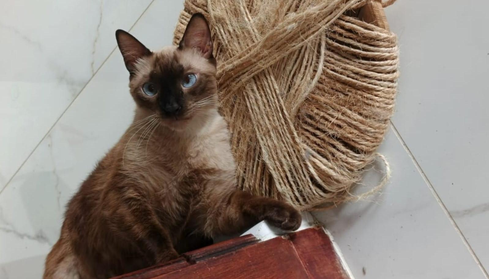 "Bebé white" se extravió el domingo de la carrera 43 con calle 98.