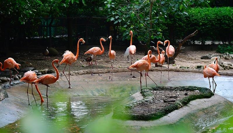 Un grupo de flamencos del Zoológico de Barranquilla. 