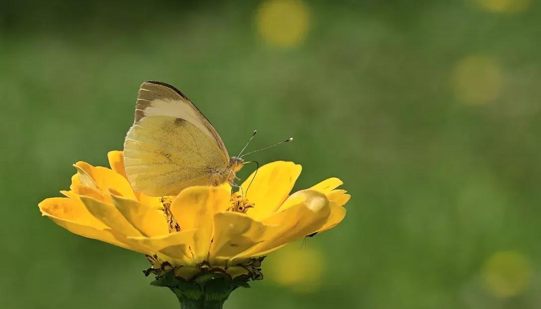 El recorrido inicia a la 1:00 de la tarde.