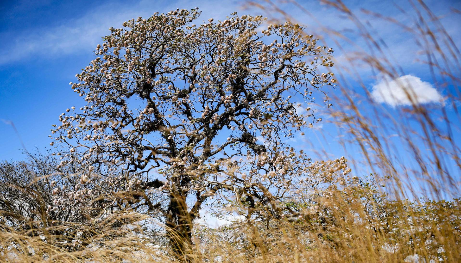 Árbol Roble Sabana florecido en la localidad de Santana al oeste de San José (Costa Rica).