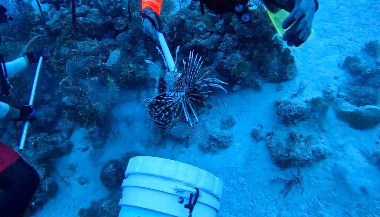 Caza de pez león en San Andrés.