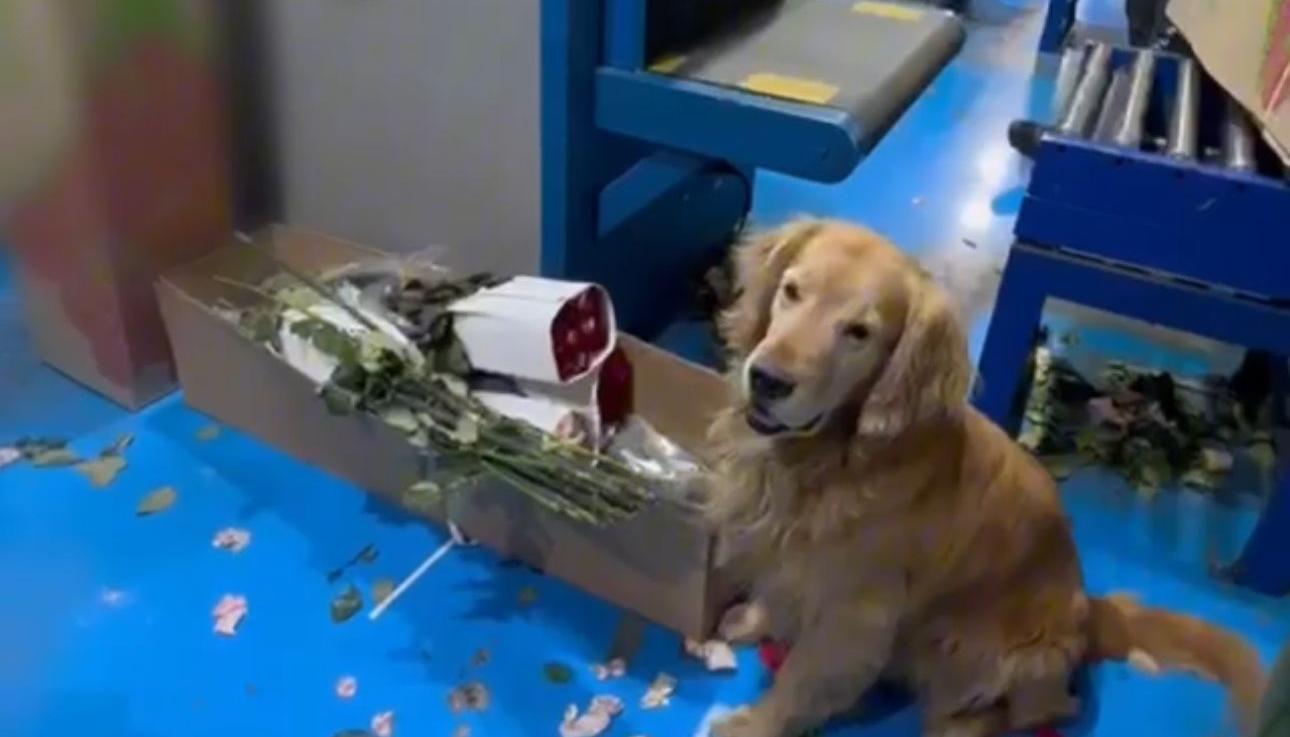 La droga fue detectada por un canino de la Policía Antinarcóticos. 