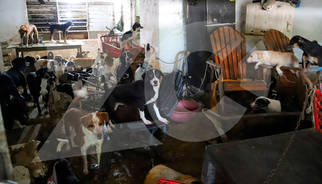 Más de 20 perros en una habitación de la casa