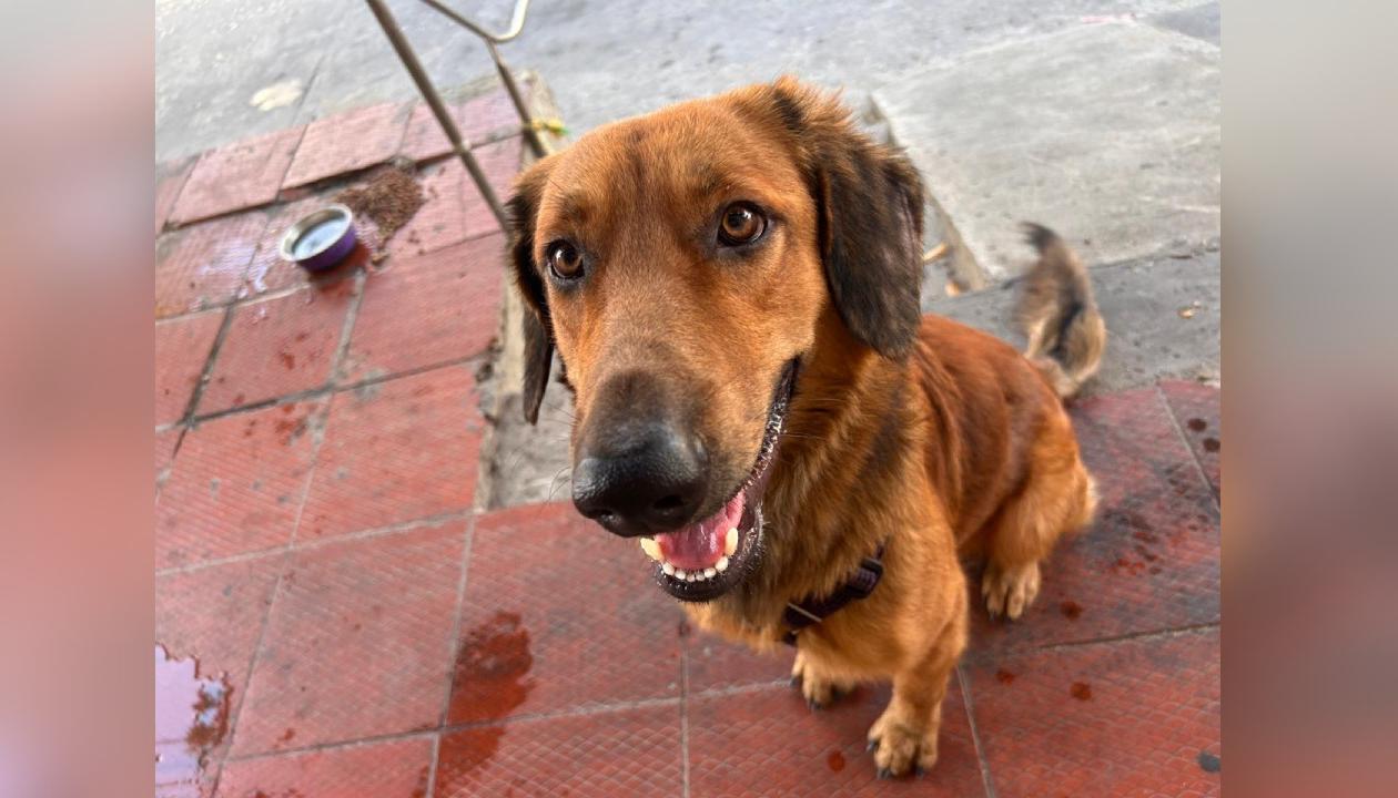 Cachorro Golden Retriever.