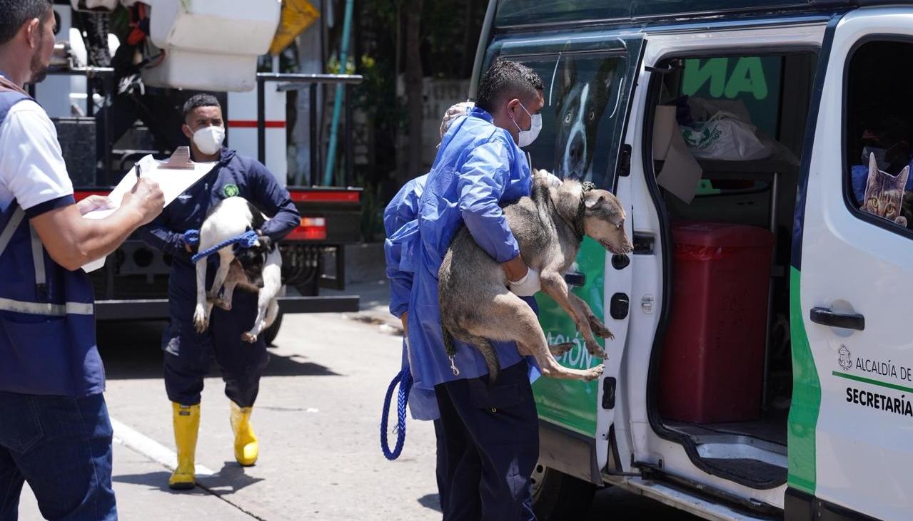 Dos de los perros rescatados.