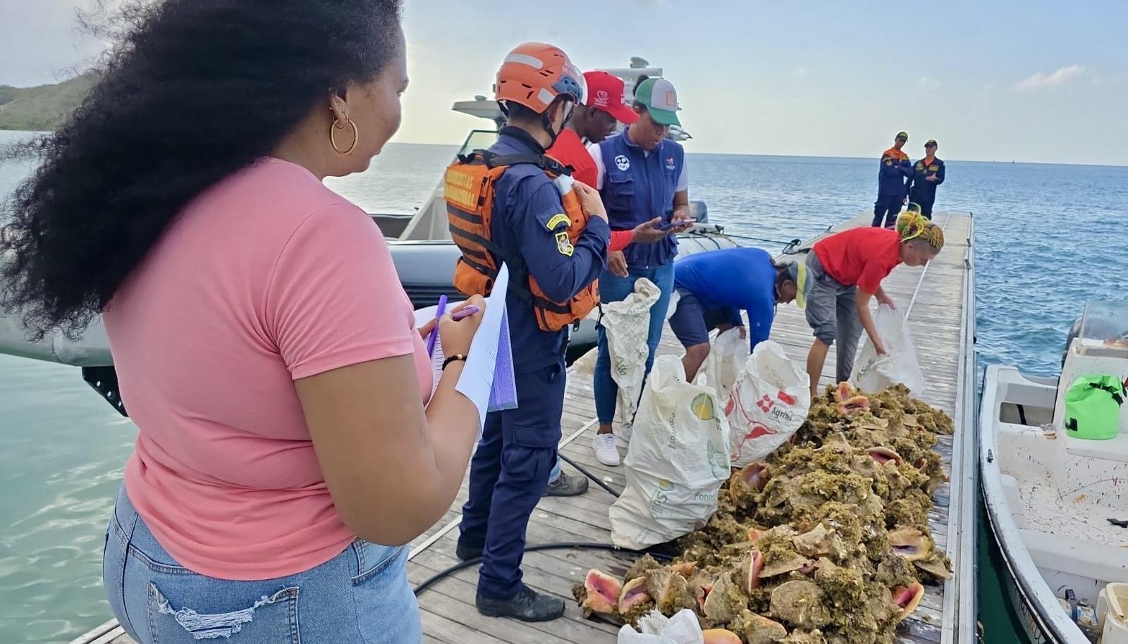 Caracoles pala incautados por la Armada Nacional. 