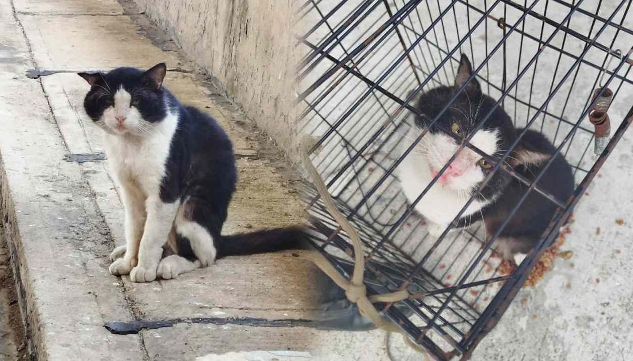 Diomedes, el gato feral que finalmente logró ser esterilizado por el Centro de Bienestar Animal de la Alcaldía de Barranquilla