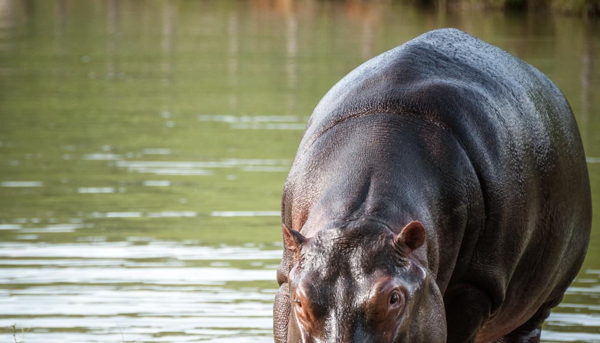 Hipopótamo.