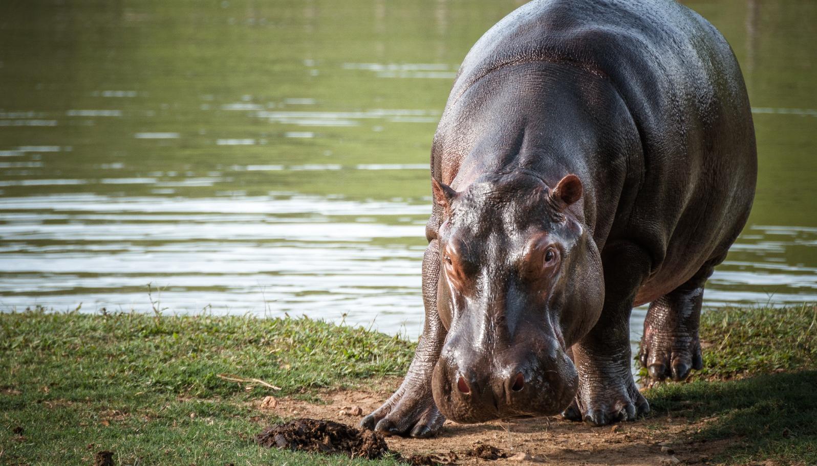 Hipopótamo.