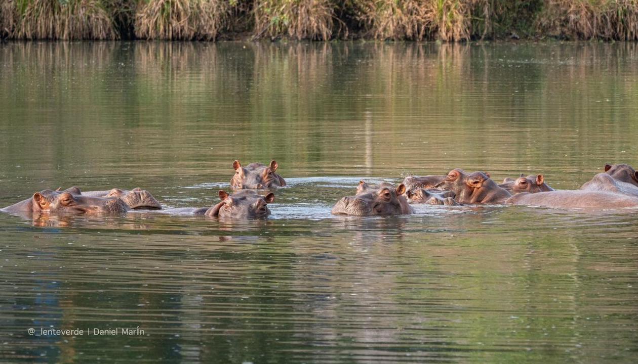 Hipopótamos colombianos.