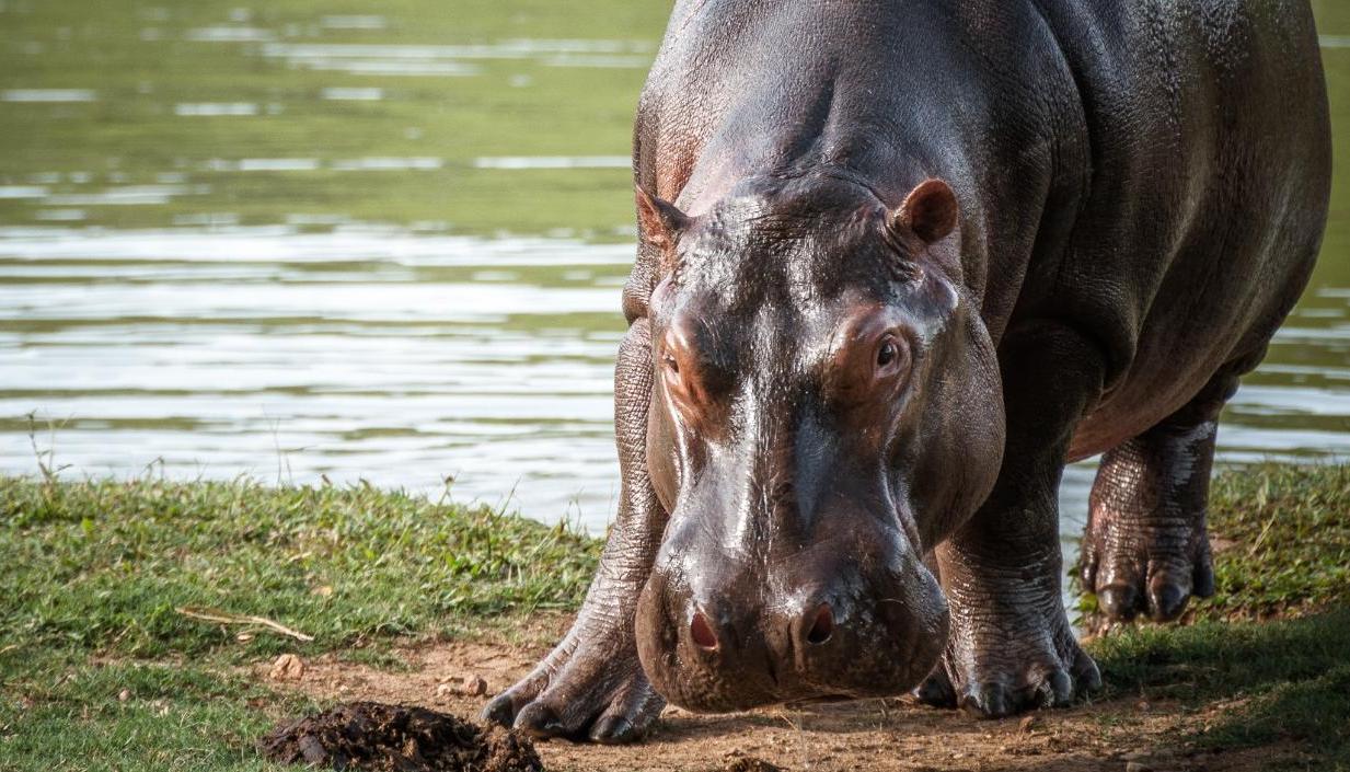 Hipopótamo en el Magdalena Medio. 