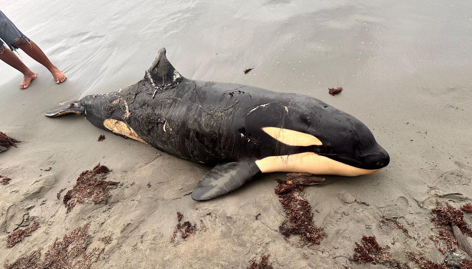 La orca hallada muerta en la playa de Moñitos. 