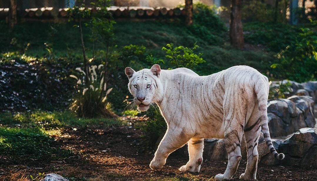 Un tigre en su espacio en Vantara.