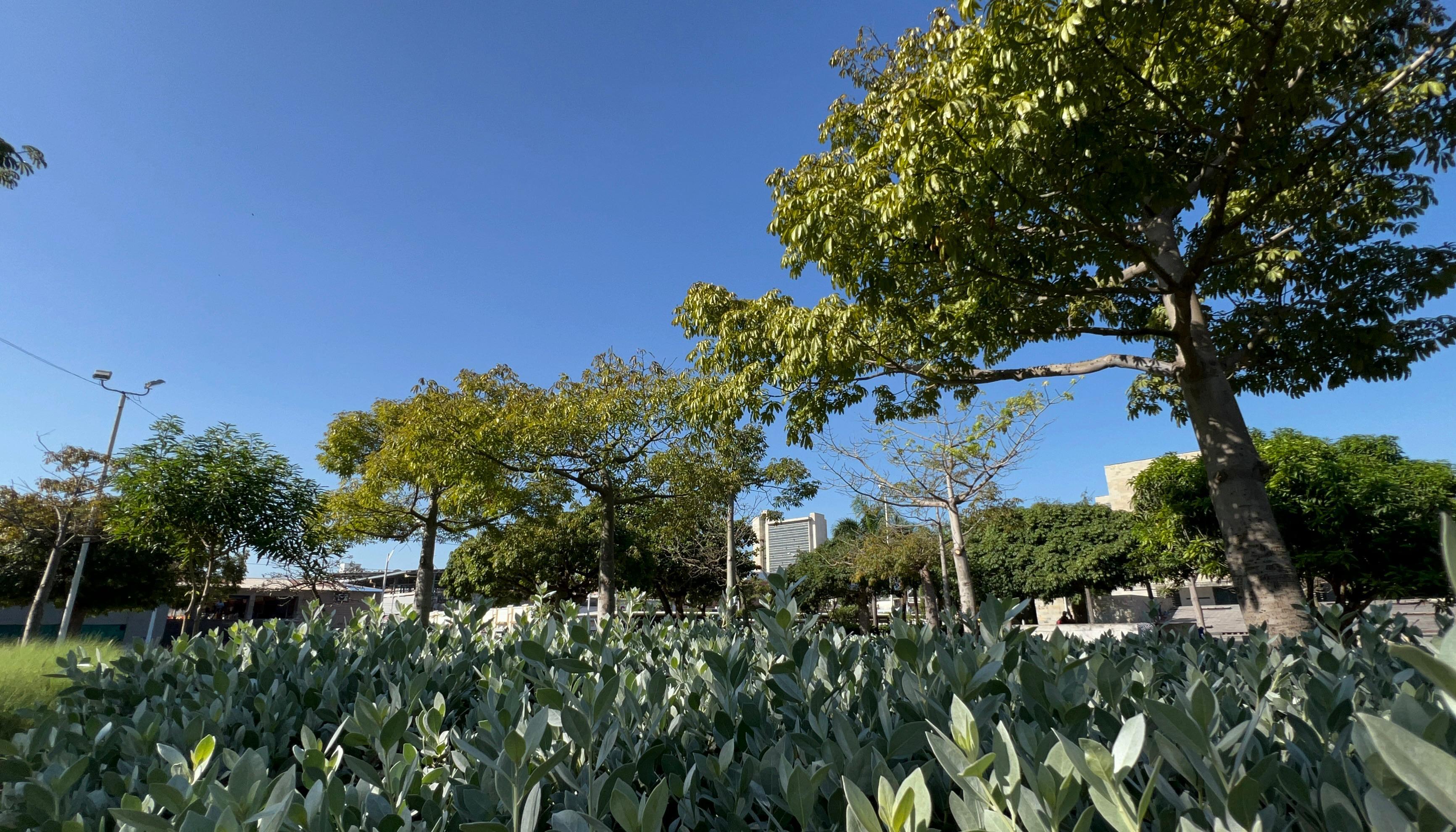 Árboles en Barranquilla.