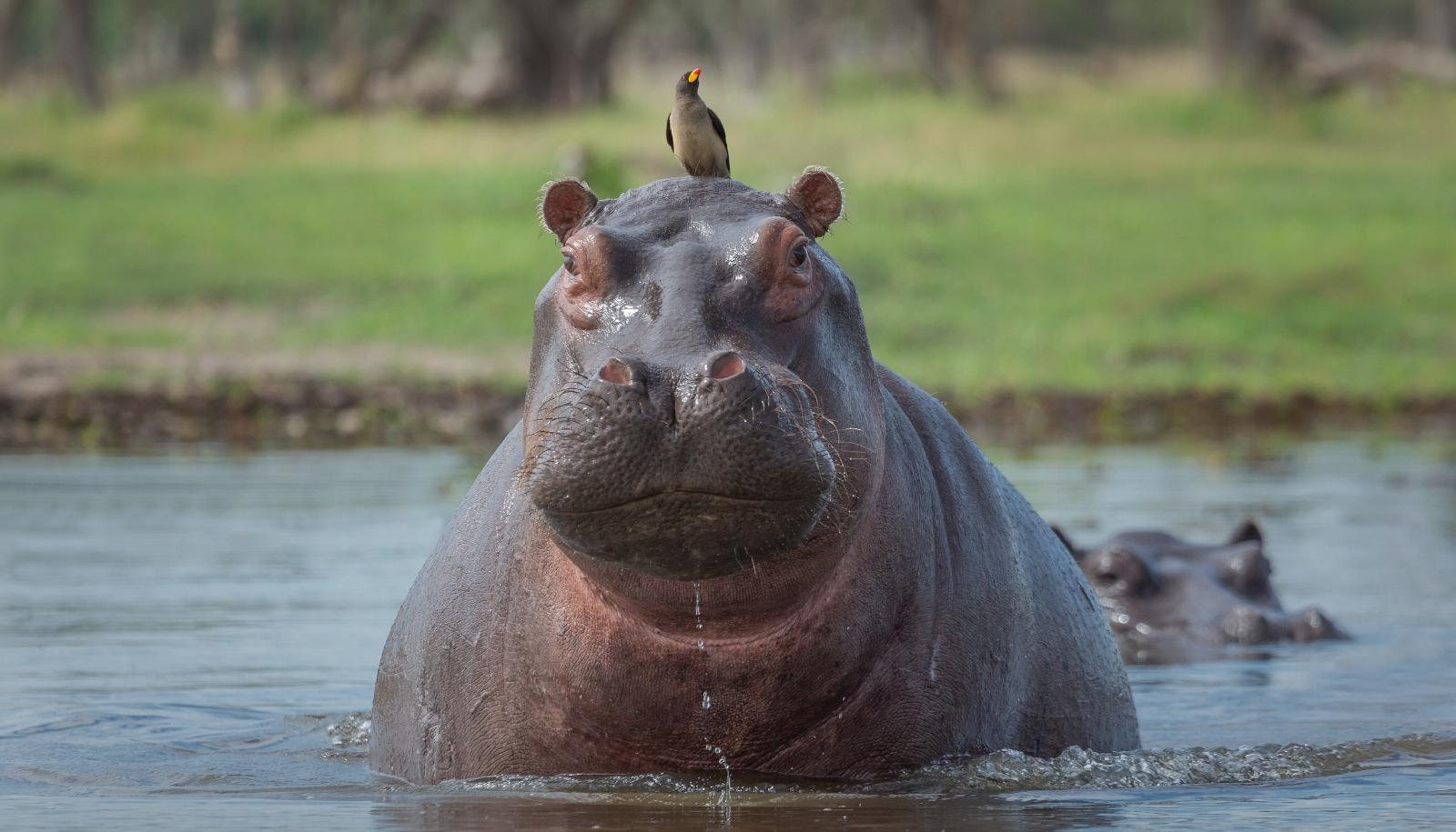 Hipopótamos.