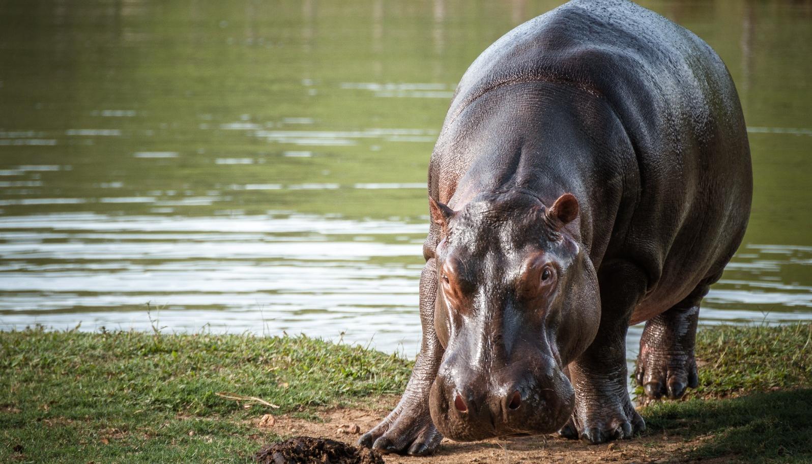 Hipopótamos.