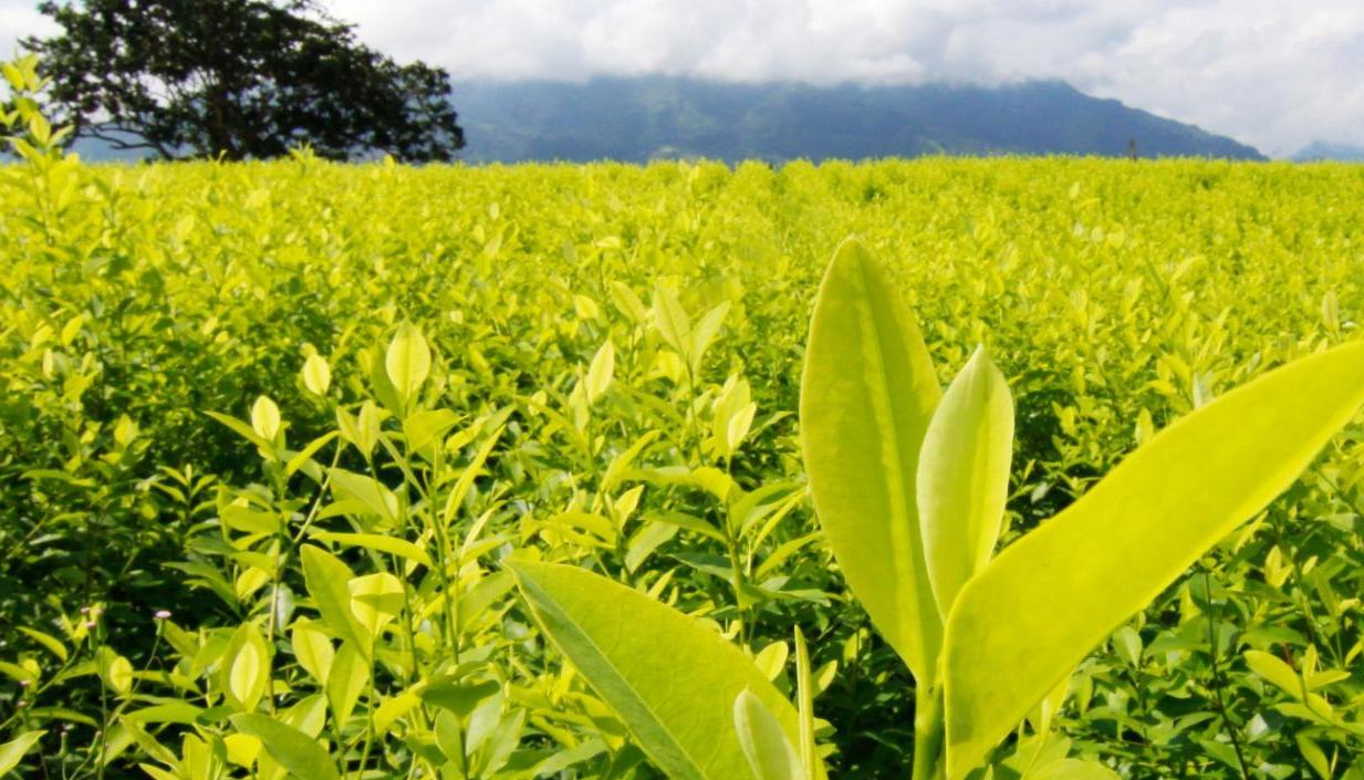 Cultivo de coca.