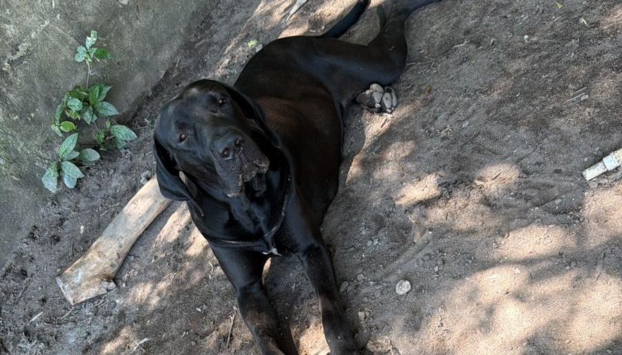 La mascota extraviada. 