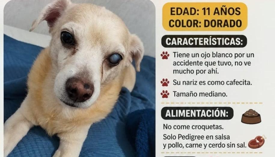 El perrito 'Thiago'.