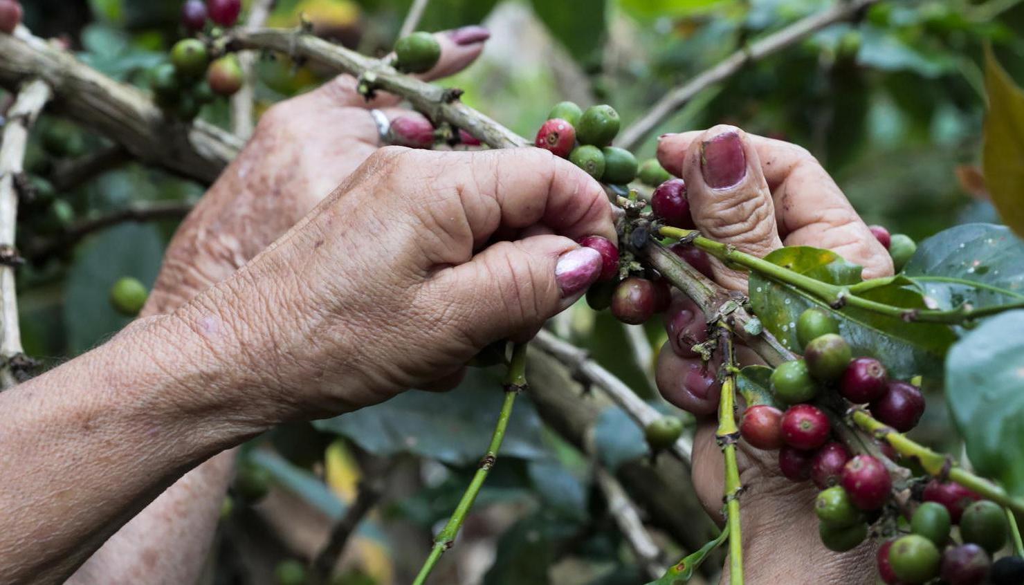 El anuncio fue dado por la Federación Nacional de Cafeteros.