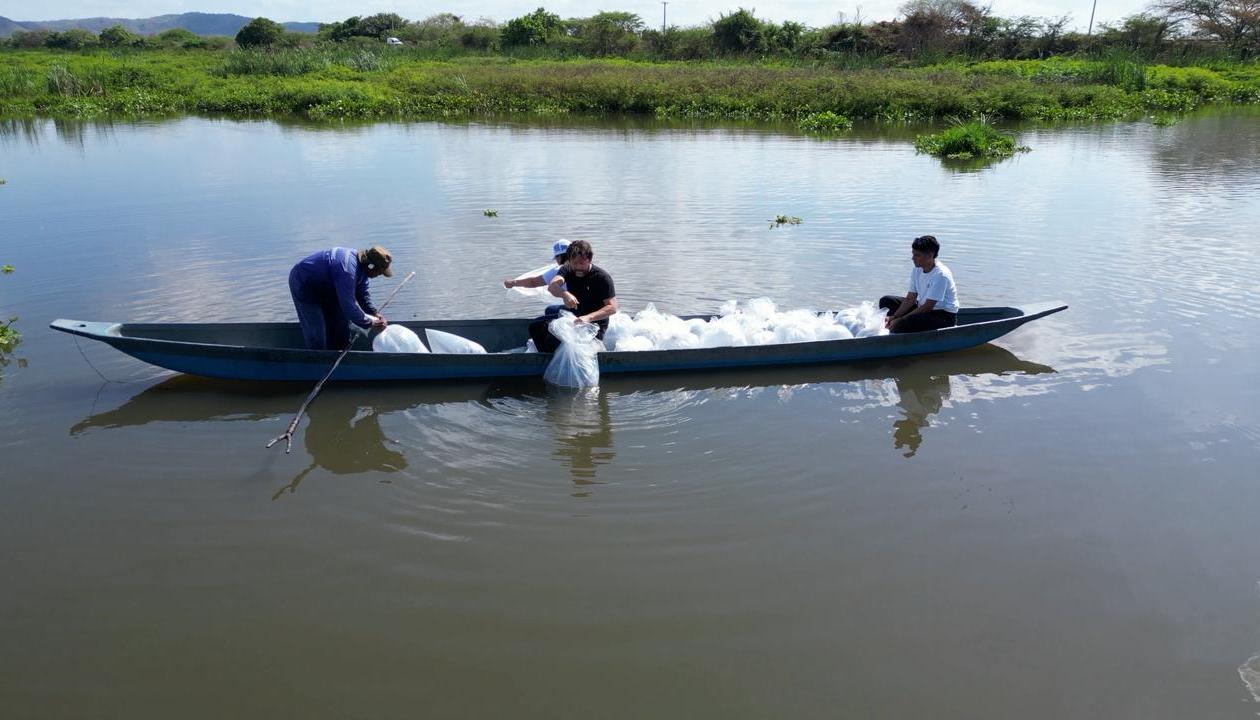 Jornada de siembra de alevinos en el embalse de El Guájaro. 