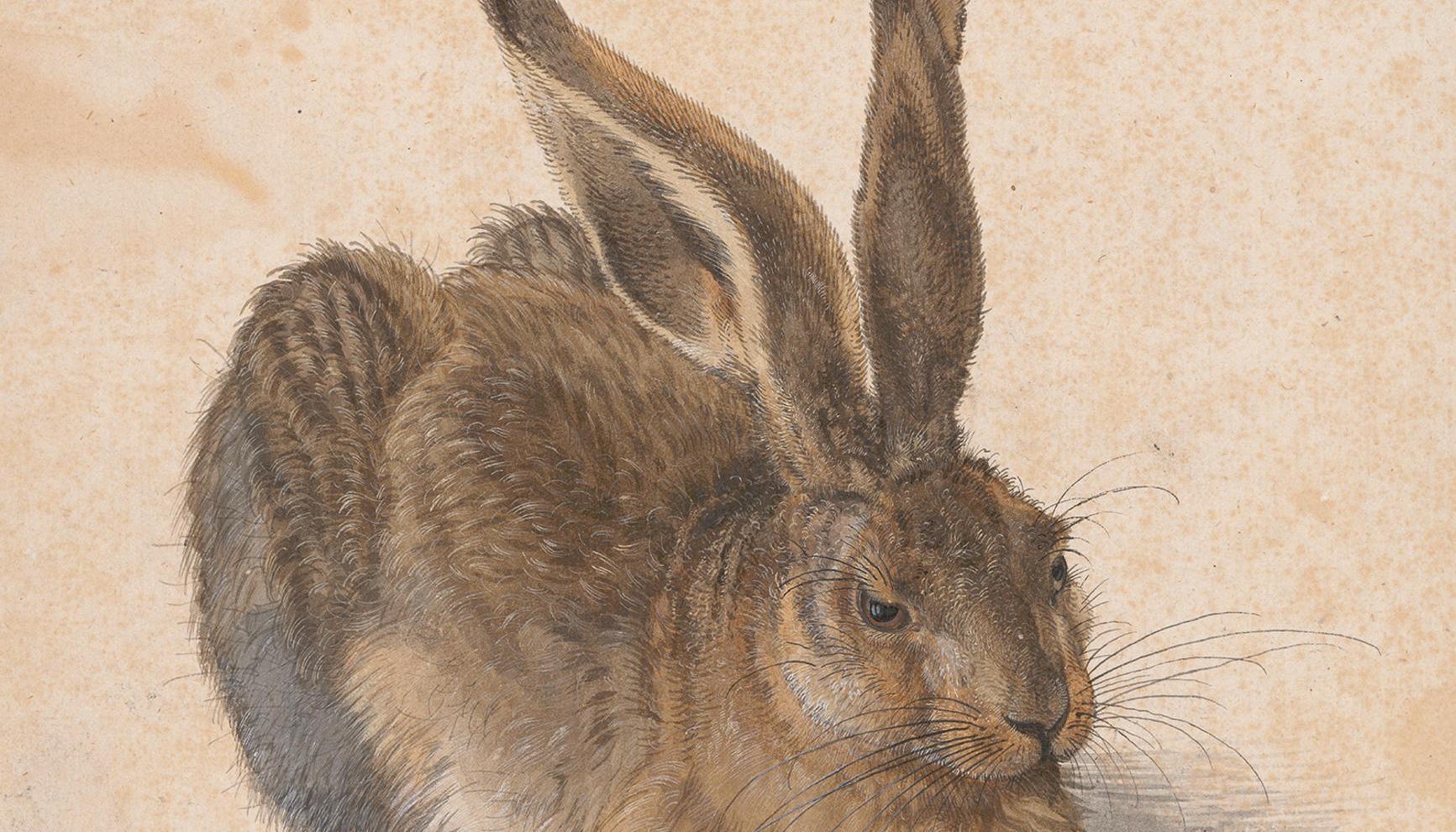 Liebre pintada por Alberto Durero en 1502.