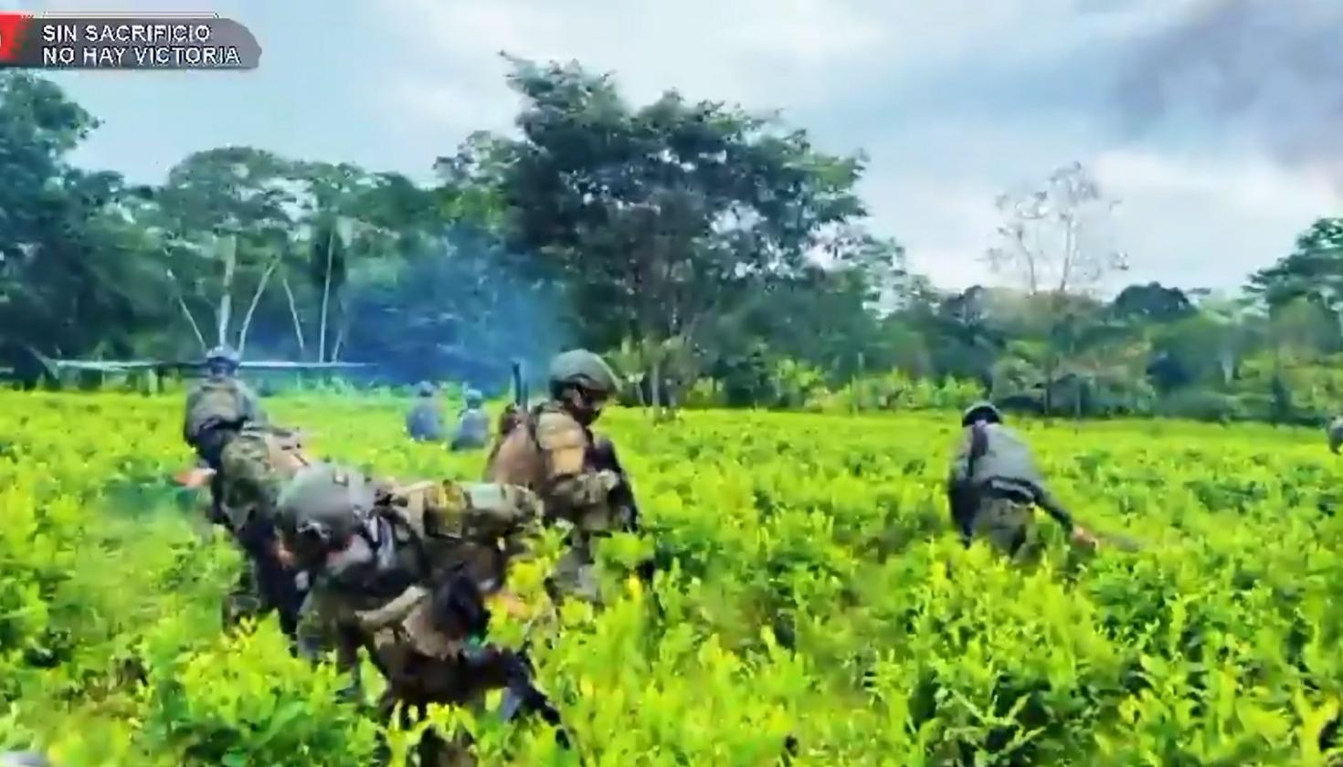 Plantas de coca destruidas por el Ejército ecuatoriano. 