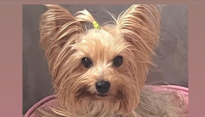 Lulú