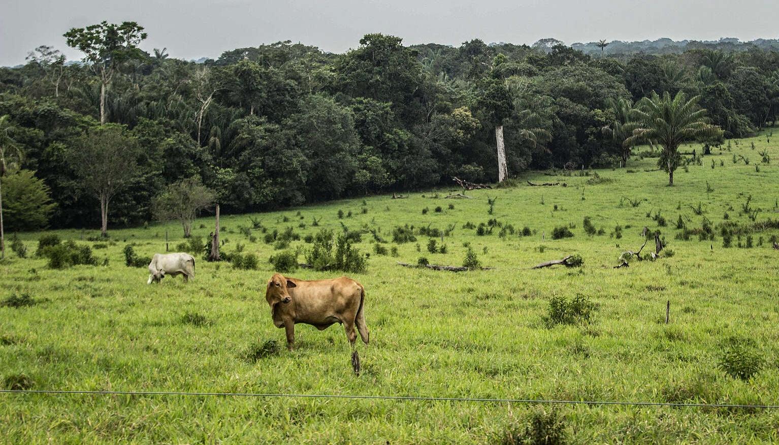 Parque Natural La Macarena