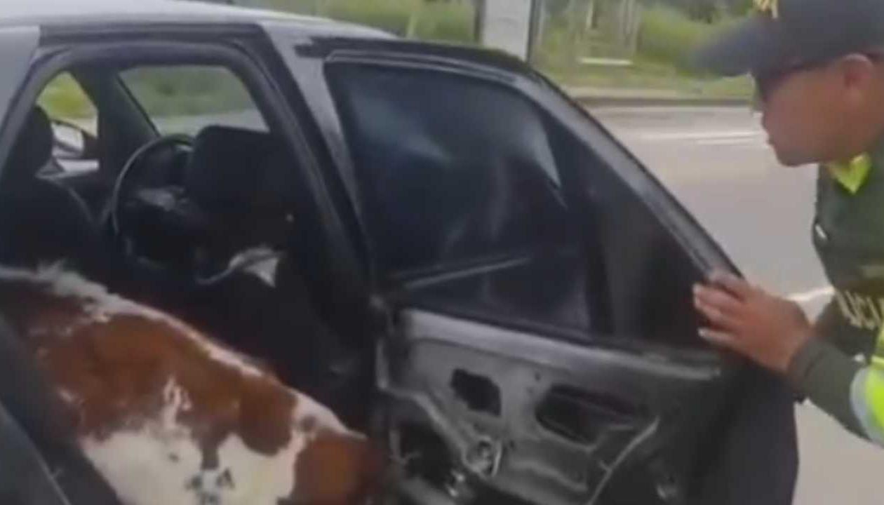 Policía encontrando las vacas en el interior del carro.