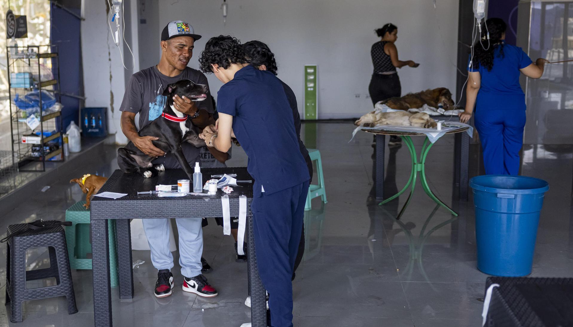 Mascotas recibiendo atención médica en La Guaira.