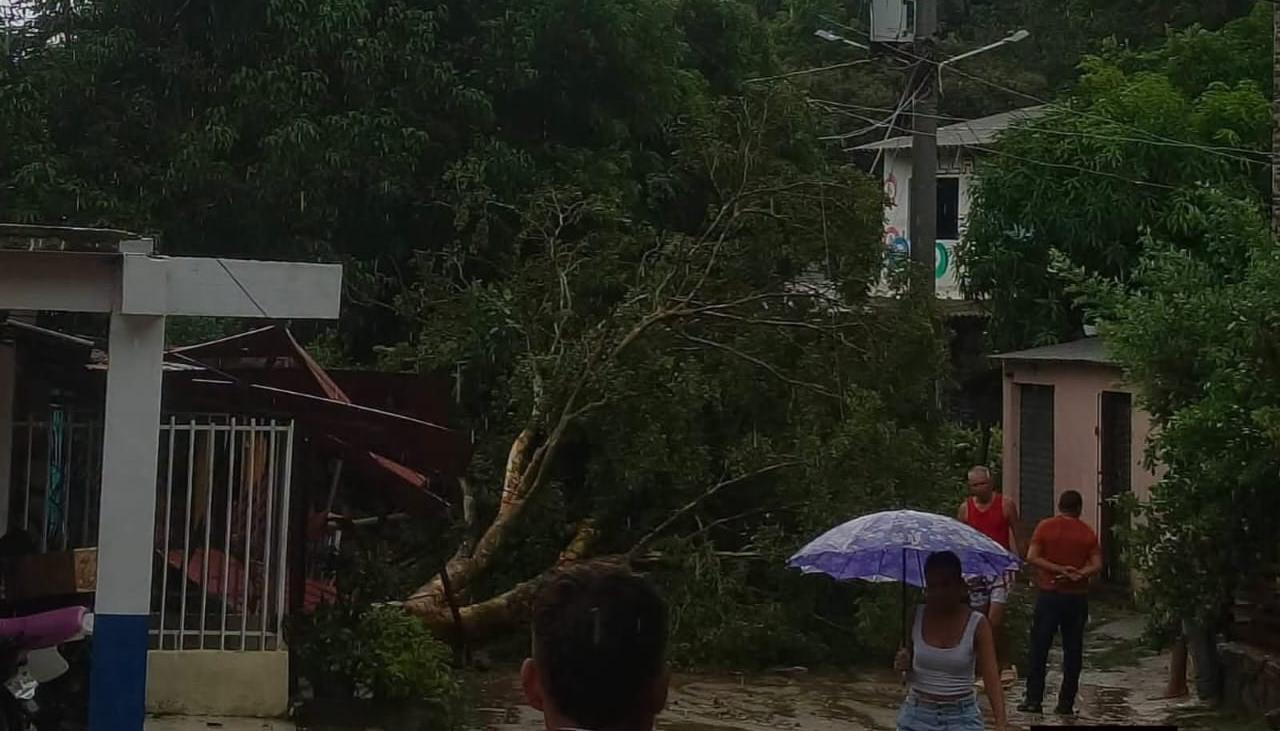 Árboles caídos en el corregimiento de Chorrera, en Juan de Acosta. 