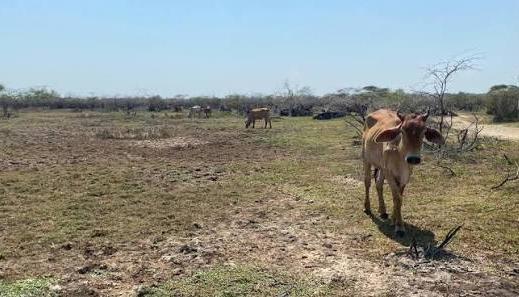 La agricultura, pesca, energía, logística son algunos de los sectores que más afectaciones tendrán, según la organización.