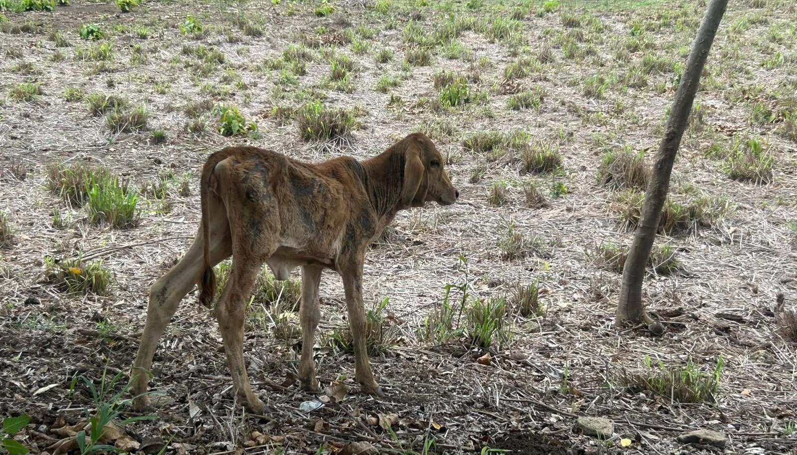 Fenómeno de El Niño en Atlántico