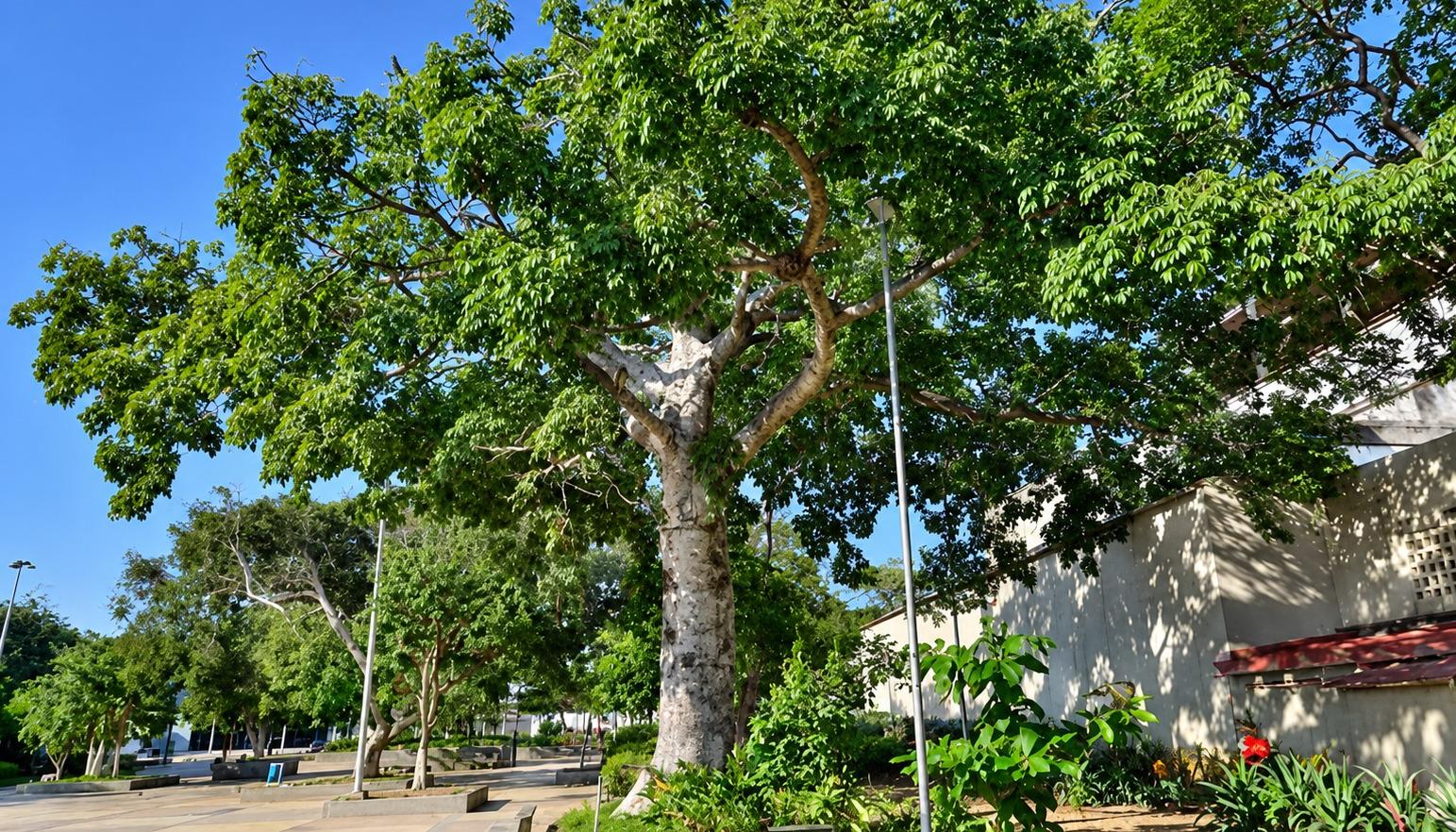 Ceiba blanca. 