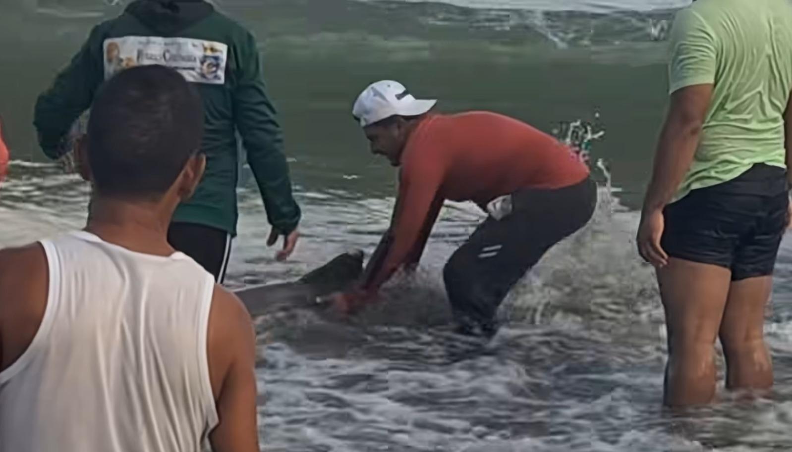 Delfines rescatados en Puerto Colombia