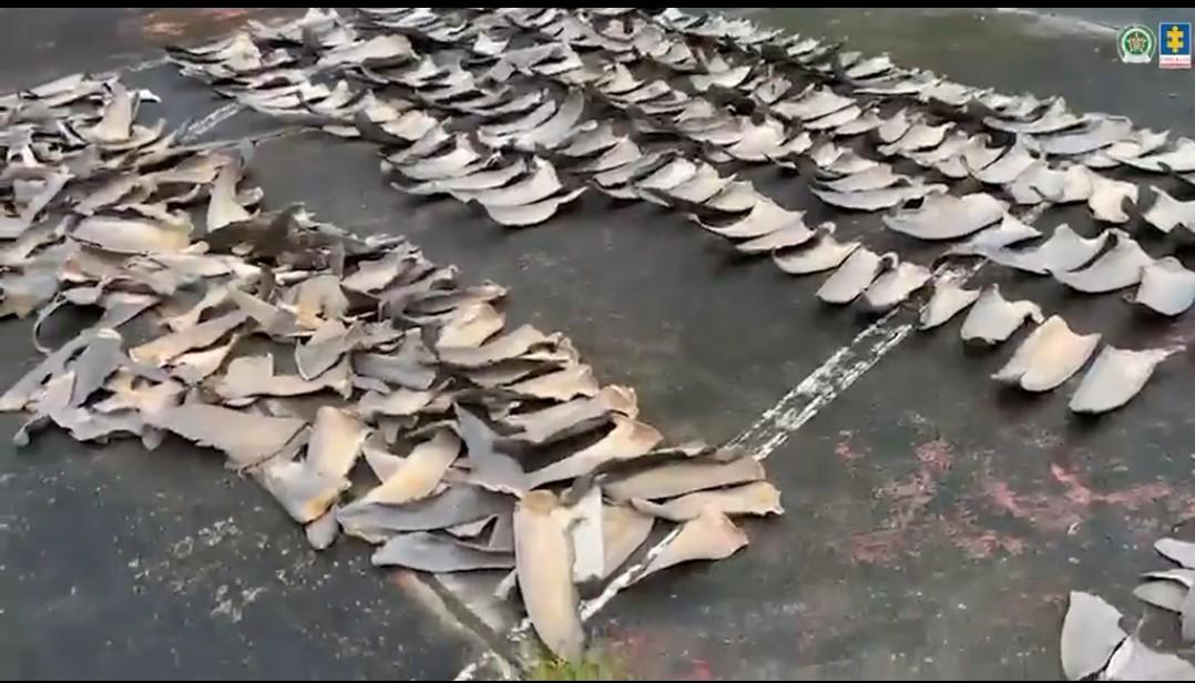 Aletas de tiburón incautadas