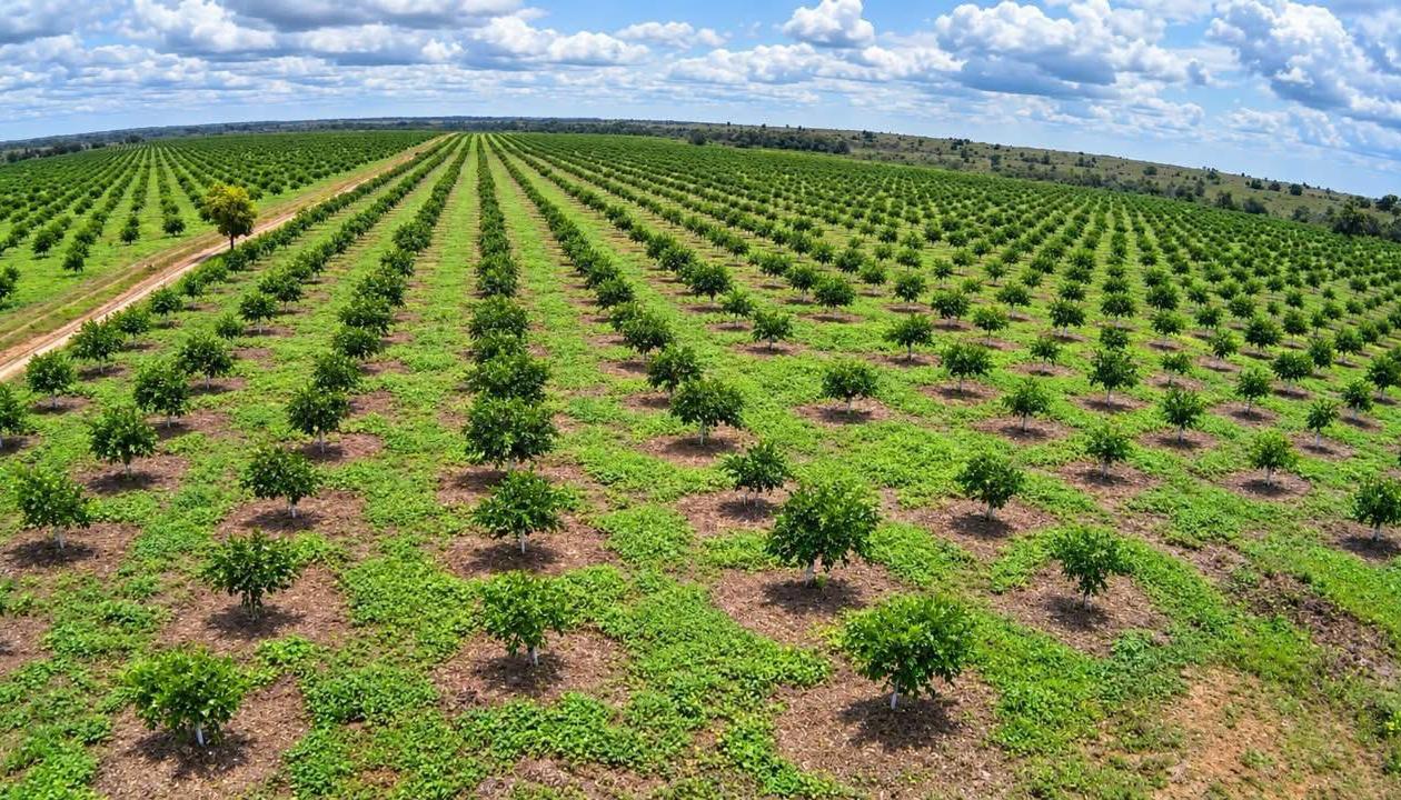 Cultivo de limón Tahití.