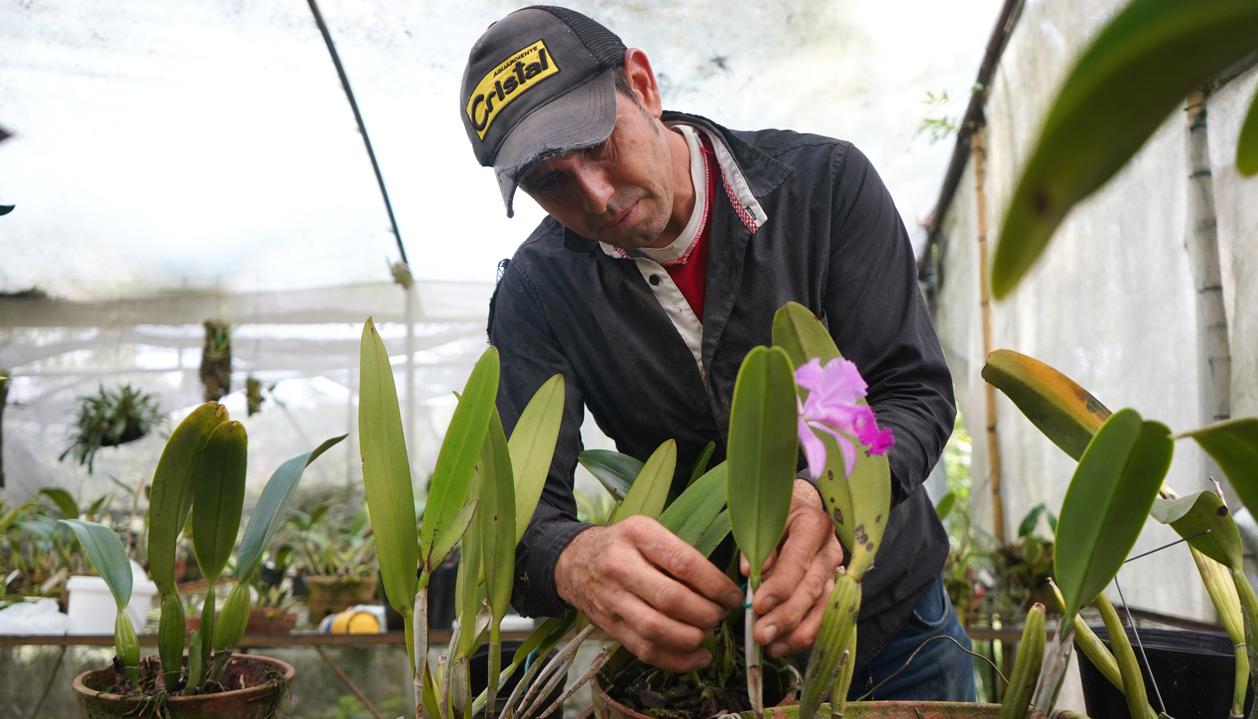 Un jardinero trabajando con una orquídea (Cattleya trianae), en Manizales.