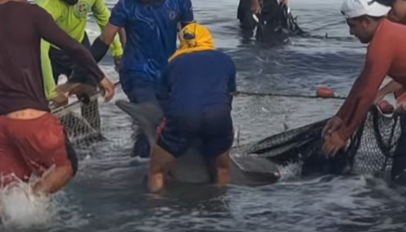 Momentos de la liberación de los delfines.